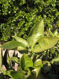            Sun leaves (Winter Haven, FL)   
