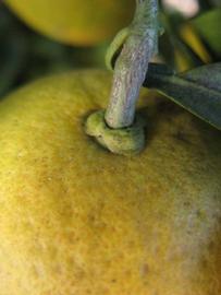            Fruit (Winter Haven, FL)   