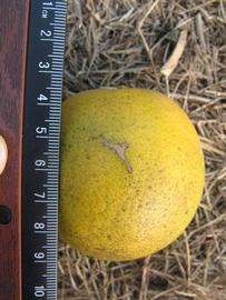            Fruit (Winter Haven, FL)   