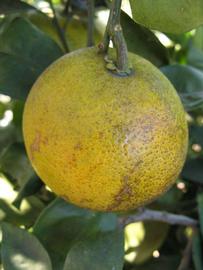            Fruit (Winter Haven, FL)   