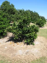            Habit (Winter Haven, FL)   