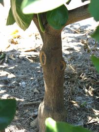            Bark (Winter Haven, FL)   