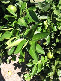              Sun leaves (Winter Haven, FL)       