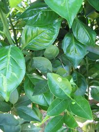              Shade leaves (Winter Haven, FL)       