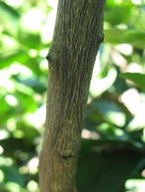              Second - third year twig (Winter Haven, FL)       