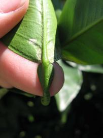              Petiole (Winter Haven, FL)       