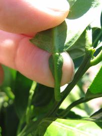              Petiole (Winter Haven, FL)       