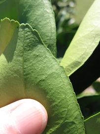              Margin (Winter Haven, FL)       