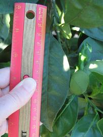              Unifoliolate leaf (Winter Haven, FL)       