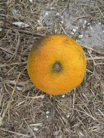            Fruit (Winter Haven, FL)   