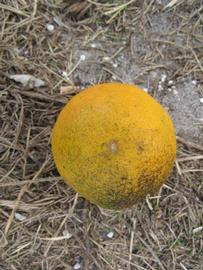            Fruit (Winter Haven, FL)   