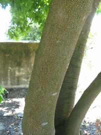            Bark (Winter Haven, FL)      