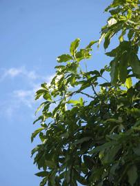              Sun leaves (Winter Haven, FL)       