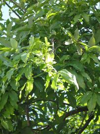              Sun leaves (Winter Haven, FL)       