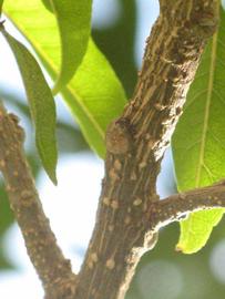              Second - third year twig (Winter Haven, FL)       