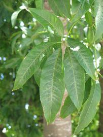              Shade leaves (Winter Haven, FL)       