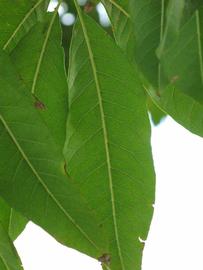              Leaflet (Winter Haven, FL)       