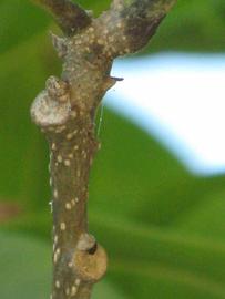              Second - third year twig (Winter Haven, FL)       