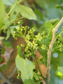              Inflorescence (Winter Haven, FL)       