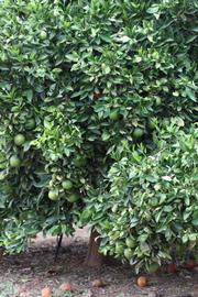            Habit (Riverside, CA)   