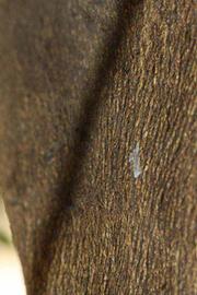            Bark (Riverside, CA)   