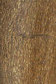            Bark (Riverside, CA)   