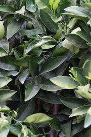              Sun leaves (Riverside, CA)       