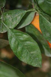              Unifoliolate leaf (Riverside, CA)       