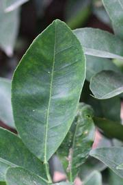              Unifoliolate leaf (Riverside, CA)       