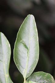              Unifoliolate leaf (Riverside, CA)       