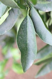              Unifoliolate leaf (Riverside, CA)       