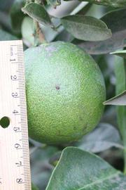            Immature fruit (Riverside, CA)   