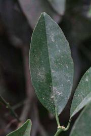              Unifoliolate leaf (Riverside, CA)       