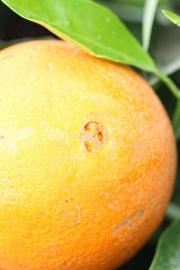            Fruit (Riverside, CA)   