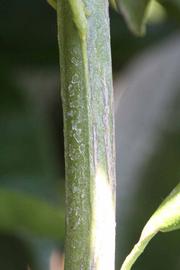              Second - third year twig (Riverside, CA)       