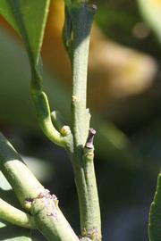              First year twig (Riverside, CA)       