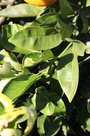            Sun leaves (Riverside, CA)   