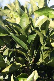            Sun leaves (Riverside, CA)   