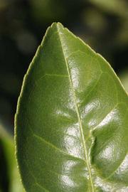              Margin (Riverside, CA)       