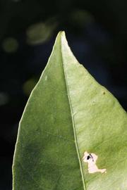              Margin (Riverside, CA)       