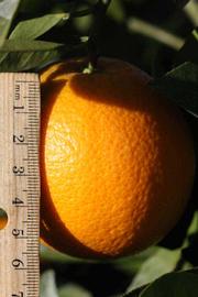            Fruit (Riverside, CA)   