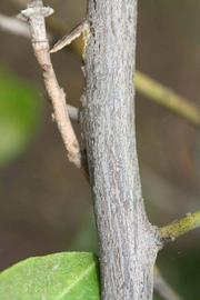              Second - third year twig (Riverside, CA)       