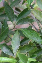              Shade leaves (Riverside, CA)       