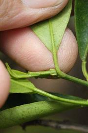              Petiole (Riverside, CA)       