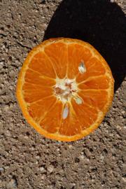              Fruit cross-section (Riverside, CA)       