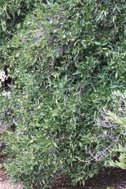            Habit (Riverside, CA)        