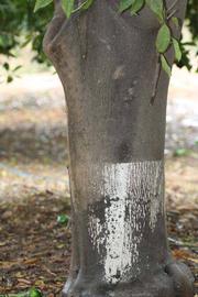            Bark (Riverside, CA)   