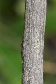              Second - third year twig (Riverside, CA)       