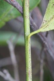            First year twig (Riverside, CA)   