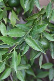              Shade leaves (Riverside, CA)       
